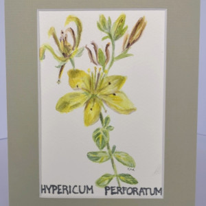 Dziurawiec zwyczajny/ Hypericum perforatum