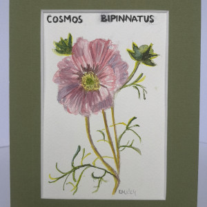 Kosmos pierzasty/ Cosmos bipinnatus