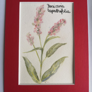 Rdest szczawiolistny/ Persicaria lapathifolia