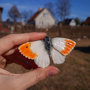 Ręcznie wykonana broszka w kształcie motyla zorzynek rzeżuchowiec idealny prezent dla miłośników owadów