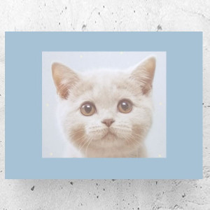 kot plakat A4, nowy plakat z kotkiem, obrazek z kotem, kotek plakat 21x30, koty plakaty do domu, zwierzęta plakaty na ścianę, obraz z kotkiem, grafika z kotem, kot plakat do pokoju