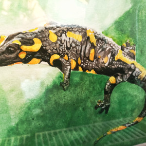 Obrazek A4 – Realistyczna Salamandra Plamista | Akwarela w Ramce