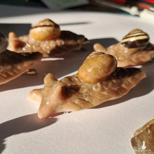 spinka ślimak 1 sztuka