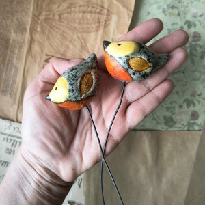 Ptaszki z pomarańczowymi brzuszkami