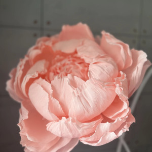 Piwonia napakowana płatkami