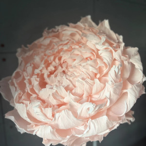 Piwonia napakowana płatkami