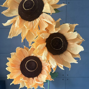 Ogromny zestaw 3 słoneczników