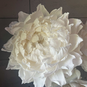 Piwonia napakowana płatkami