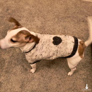 Sweterek dla psa, kota