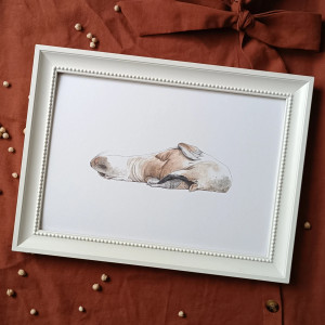 Ilustracja śpiąca foka A4