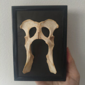 Ramka z miednica lisa