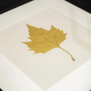 Złoty Liść Platan Klonolistny. Autorski Dekor Botaniczny. Obraz 25x25cm