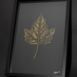 Autorska Grafika Botaniczna. Plakat Złoty Liść Platan Klonolistny A4