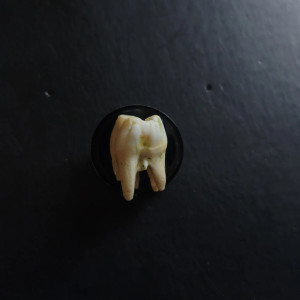 Przypinka z zębem dzika