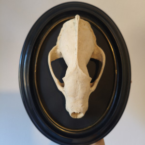 Ramka okrągła do powieszenia z czaszka borsuka
