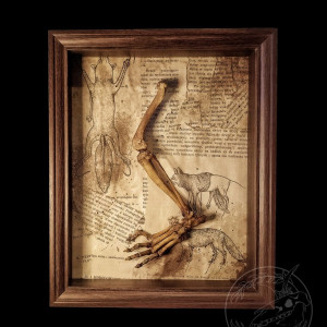 Duża ozdobna drewniana ramka, obraz, eksponat anatomiczny, shadowbox, gabinet osobliwości