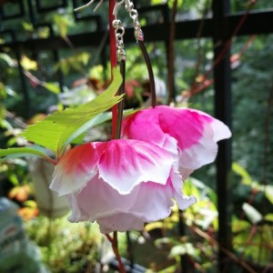 kolczyki długie lekkie kwiaty