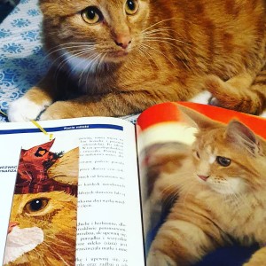 Zakładka do książki Kotek