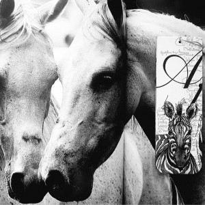 Zakładka do książki Zebra Africa